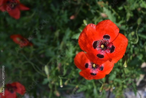 Red poppy in my garden	on natural background. Marmaris. Turkey         