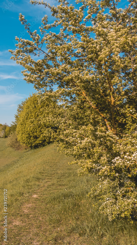Fototapeta premium Smartphone HD wallpaper of beautiful view near Straubing - Danube - Bavaria - Germany