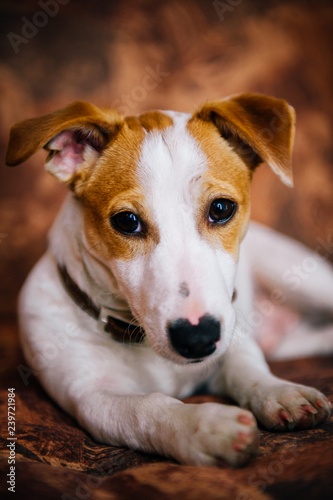 jack russell terrier puppy © Andrii Gorb