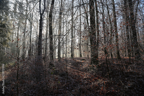 Autumn forest. Morning fog in the autumn forest