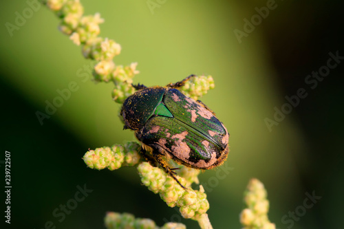 chafer