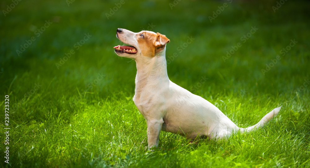 dog on the grass