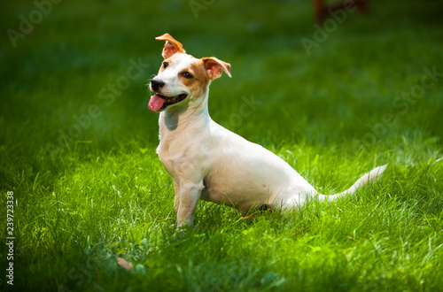 Fotografija dog on the grass
