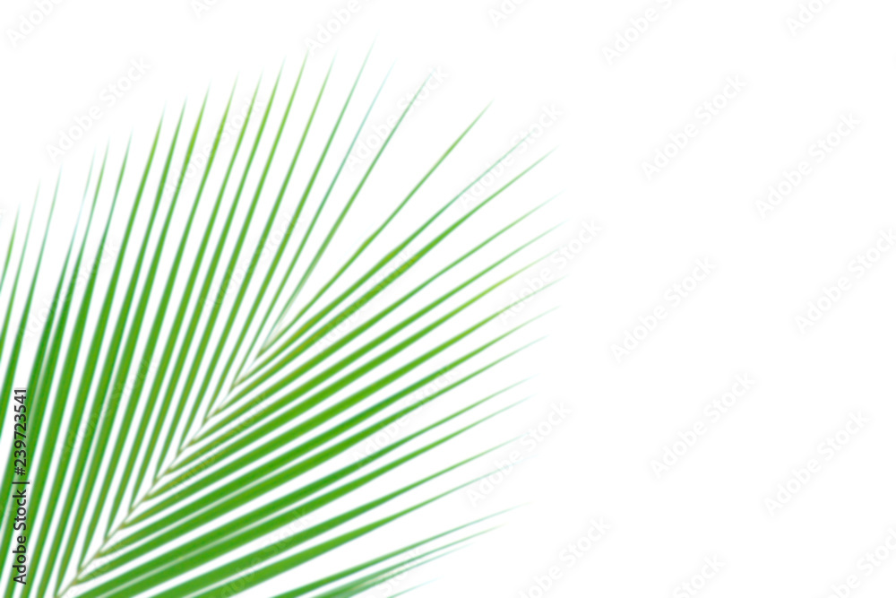 Obraz premium blurred soft of leaves coconut palm tree green nature beautiful on white background coconut, blur leaves bush coconut palm tree bright green, coconut palm tree leaves abstract (copy space for design)