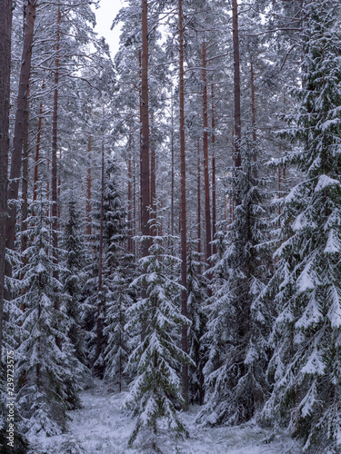 Spruce and pine tree forest covered by fresh snow during winter Christmas time