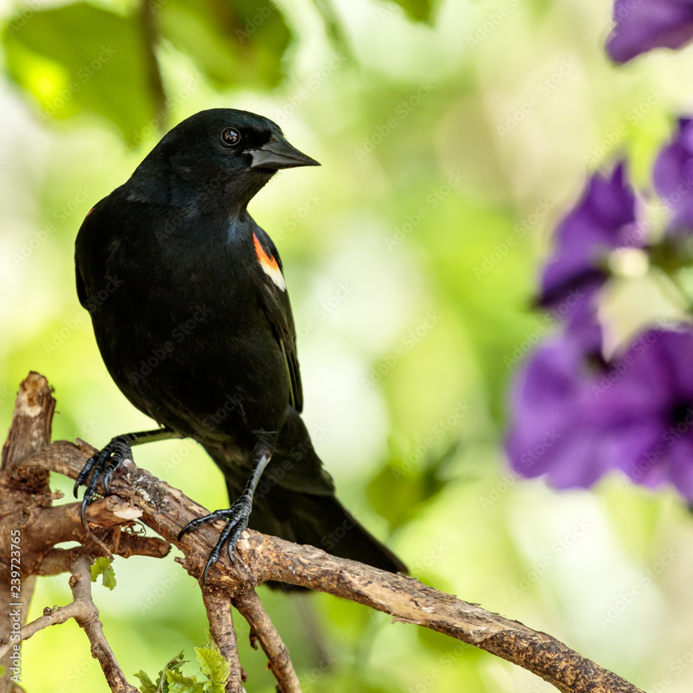 Fototapeta premium Red Winged Blackbird