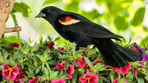 Red Winged Blackbird