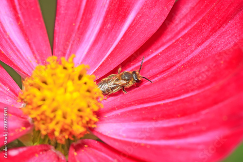 bees insects on plant