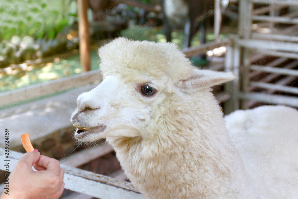 alpaca, hands are feeding alpaca, white alpaca in farm, alpaca is animal smile and teeth funny Stock Photo | Adobe Stock alpaca, hands are feeding alpaca, white alpaca in farm, alpaca is animal smile and teeth funny Stock Photo | Adobe Stock