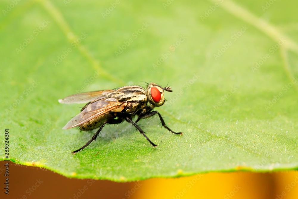 Tachinidae on plant Tachinidae on plant