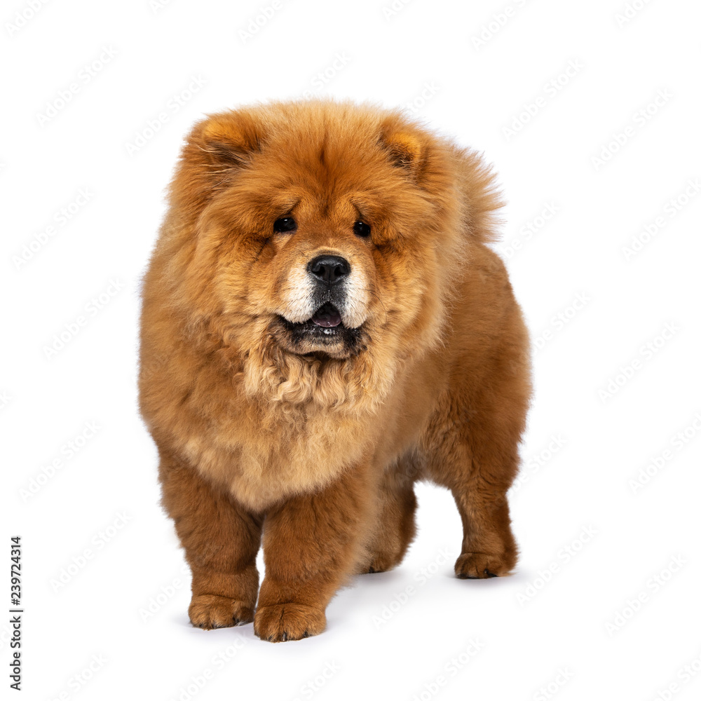 Cute fluffy Chow Chow pup dog, standing / walking half side ways looking beside camera. Isolated on a white background. Mouth open, showing blue tongue. Cute fluffy Chow Chow pup dog, standing / walking half side ways looking beside camera. Isolated on a white background. Mouth open, showing blue tongue.