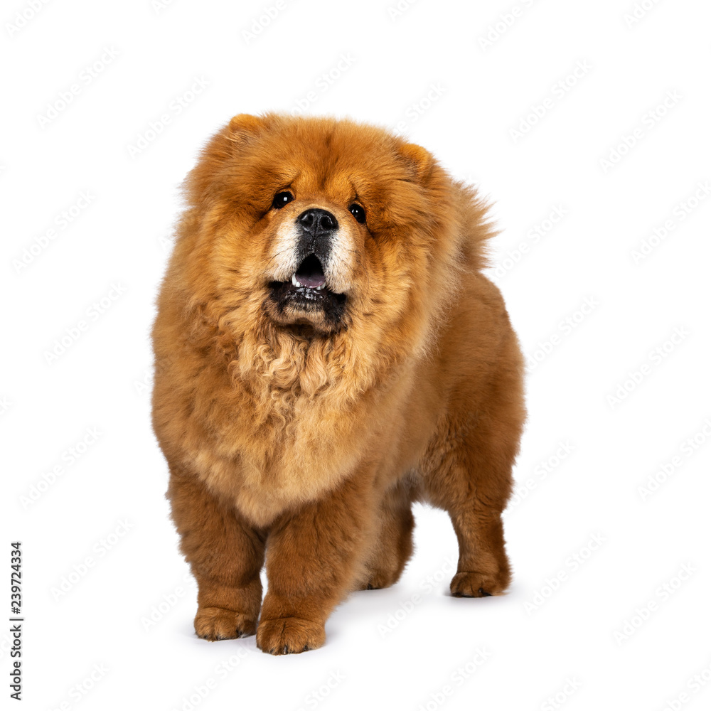Cute fluffy Chow Chow pup dog, standing half side ways looking up. Isolated on a white background. Mouth open, showing blue tongue.