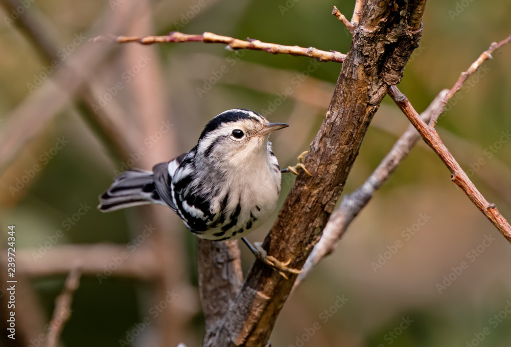 Fototapeta premium Black-and-white Warbler 