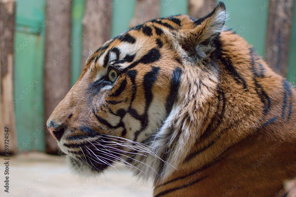 Obraz premium portrait of a tiger