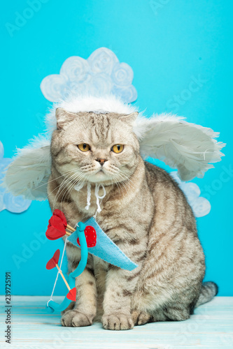 Valentine's Day, gray British cat Cupid, angel, cute pet © Anton