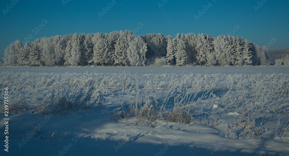 Obraz premium winter, snow, landscape