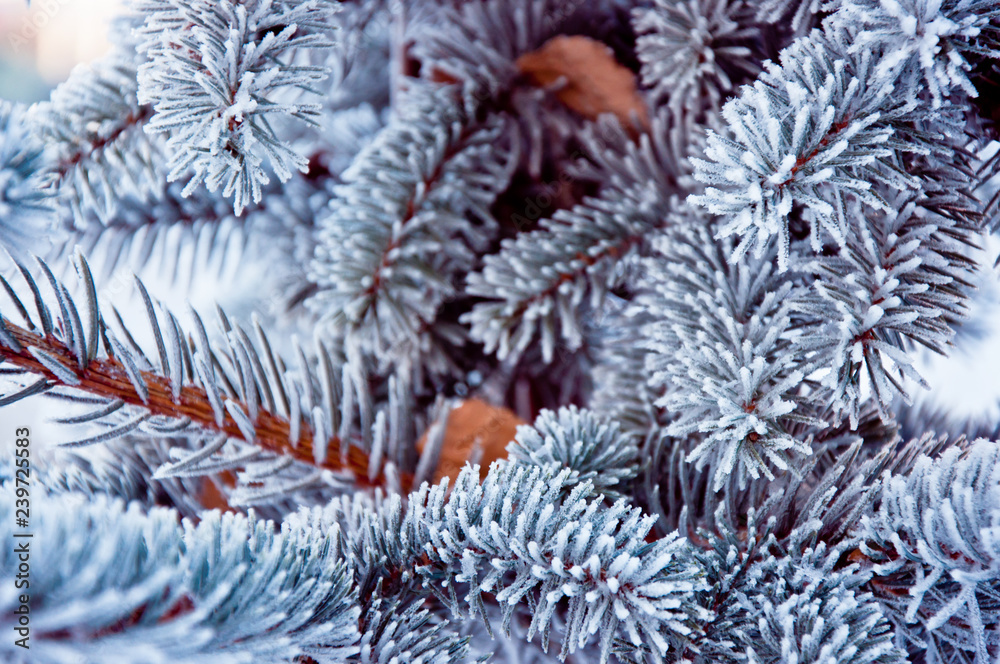 Blue spruce needles covered with frost in frosty weather. Forest walk.