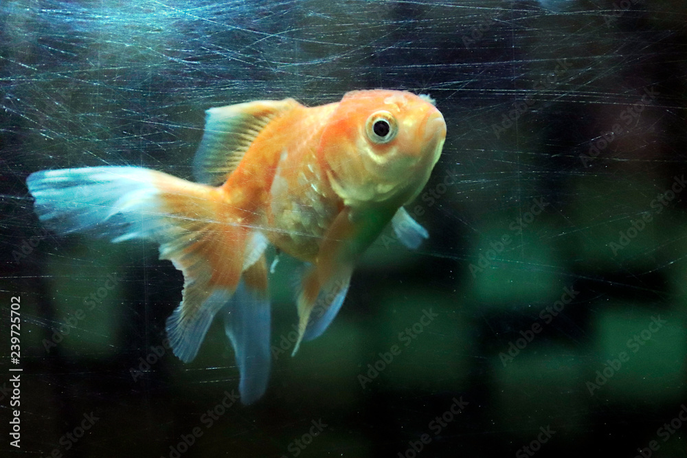 goldfish in the scratches mirror surface of fish tank dirty (concept is