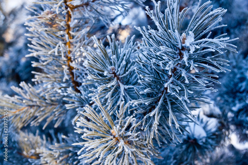 pine branches with needles covered with frost