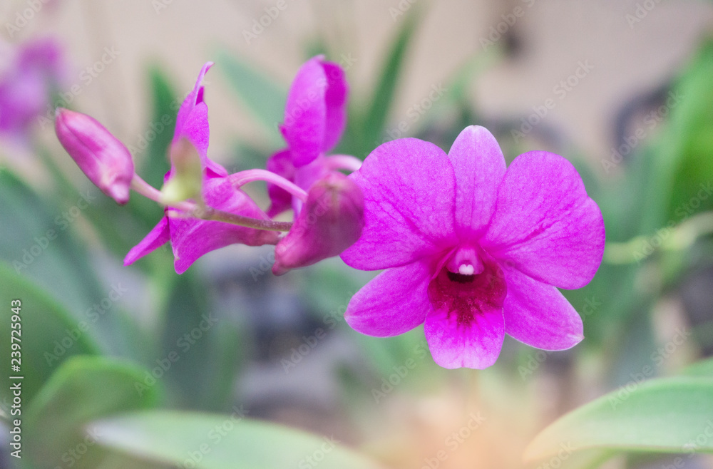 Pink orchids flower blooming garden in winter or spring postcard beauty and agriculture idea concept design. Vanda Orchid,blur background