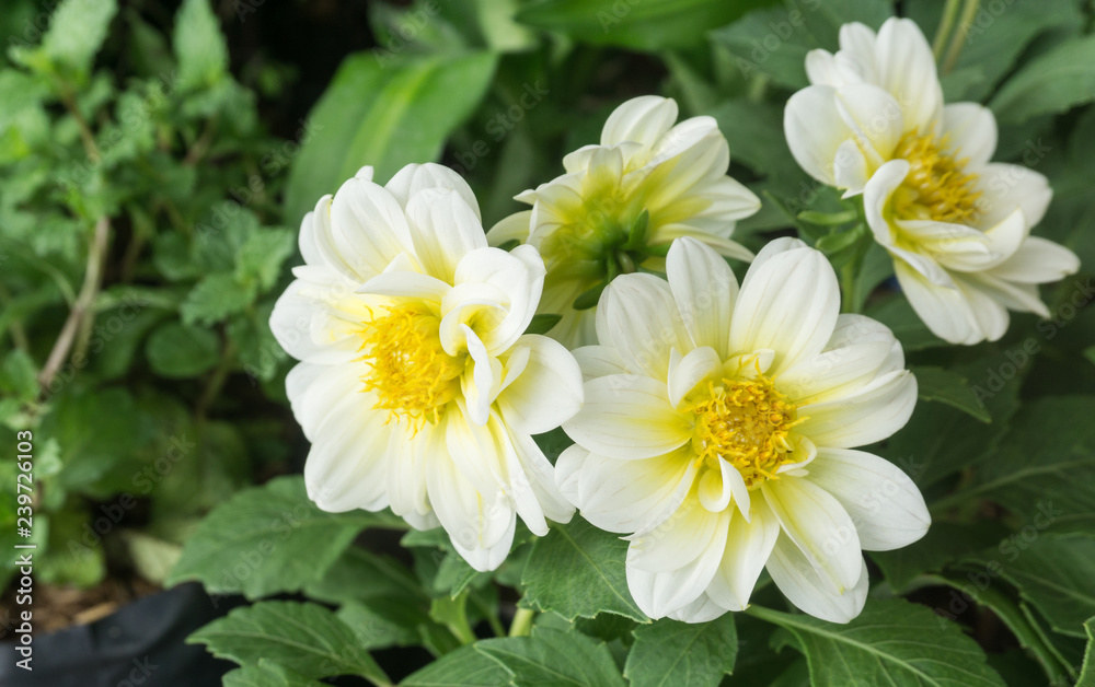 Group white dahlia have yellow pollen blooming in pot at flower market,beautiful background Group white dahlia have yellow pollen blooming in pot at flower market,beautiful background