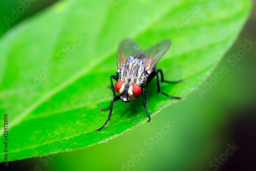 Tachinidae on plant