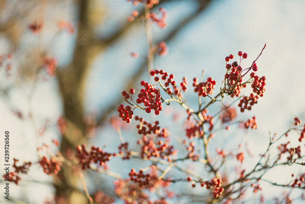 branch of a tree with red berries branch of a tree with red berries