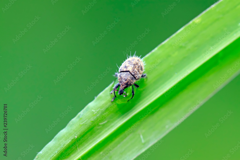 Naklejka premium weevil on plant