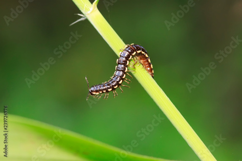 Coarse straight diplopod on plant photo