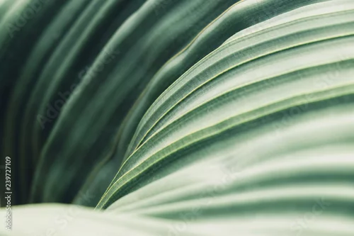 Panel kuchenny z motywem Green leaves background with copy space, close up texture of Welwitschia Mirabilis desert plant