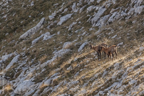 Apennine chamois in the slope of Focalone Mount, Murelle amphitheater, Majella national park, Abruzzo, Italy, Europe photo