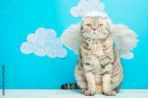 British cat angel on a blue background. Cute pet. © Anton