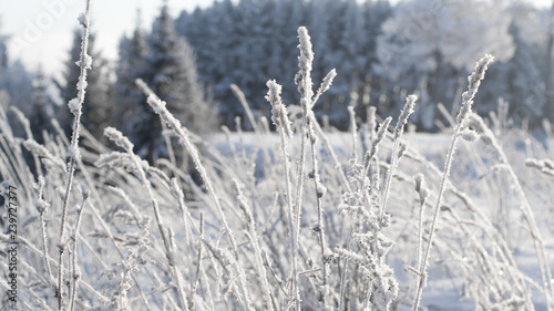 Frosty grass in the morning. Winter background. Grass in frost on the background of snowy forest