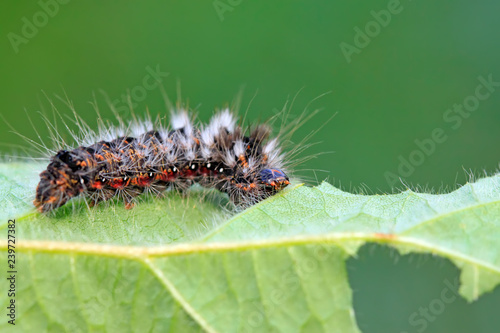 caterpillar on green leaf © YuanGeng