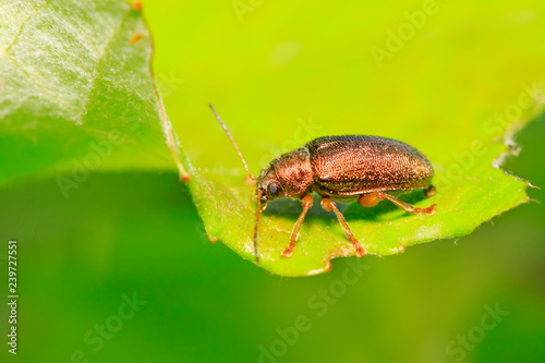 leaf beetle on plant © YuanGeng
