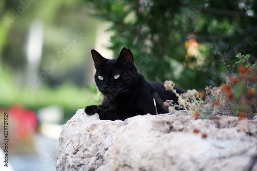 black cat on wall
