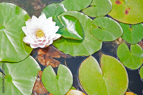 pink water lily in pond