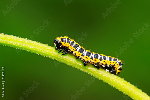 Cucullia fraterna on green leaf © YuanGeng