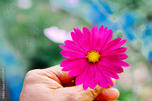 pink cosmos flowers in the garden