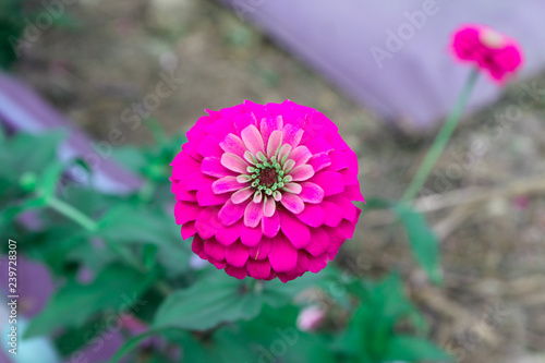 pink cosmos flowers in the garden