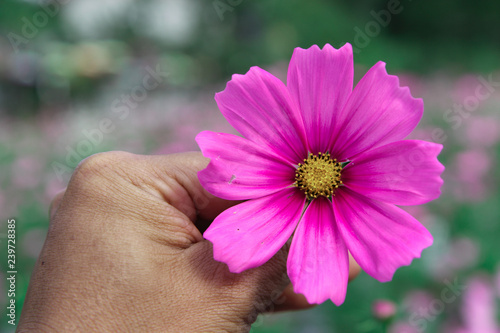pink cosmos flowers in the garden