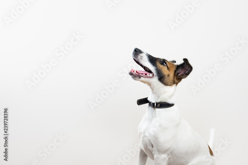 Cute intelligent puppy looking up in white background. Smooth fox terrier dog sitting in isolated studio background © Photoboyko