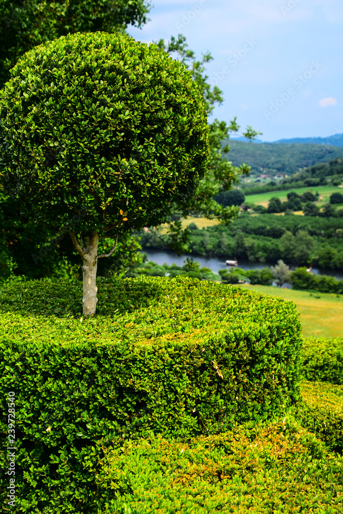 Topiary in the gardens of the Chateau de Marqueyssac with the Dordogne River in the background near Vezac, France