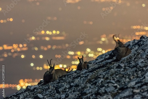Night view of Apennine chamois in the slope of Focalone Mount, Murelle amphitheater, and in the backgound the towns of Adriatic coast lighting, Majella national park, Abruzzo, Italy, Europe photo