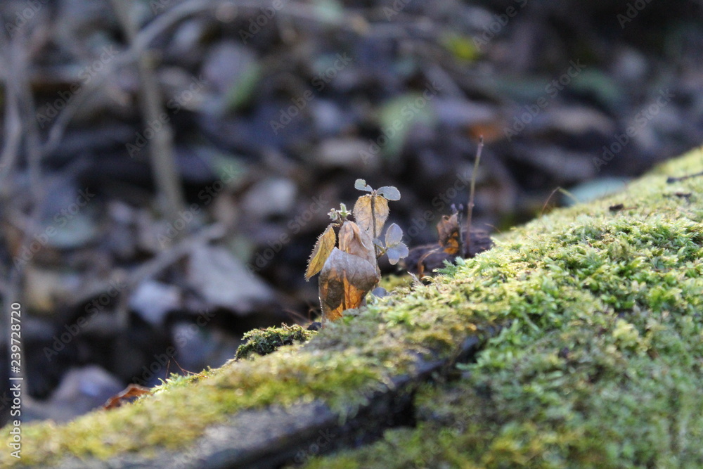 moss moss