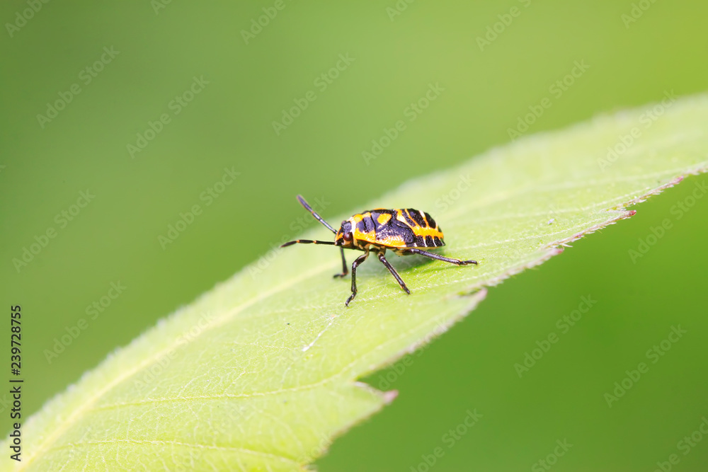 stinkbug on green leaf stinkbug on green leaf