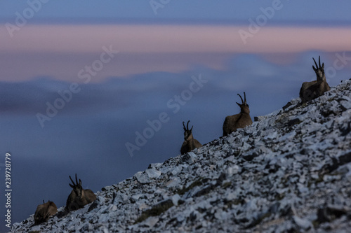 Apennine chamois in the slope of Focalone Mount at twilight, Murelle amphitheater, Majella national park, Abruzzo, Italy, Europe photo