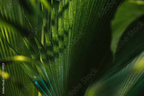 Palm leaves dark green background, plants grown in the Botanical garden