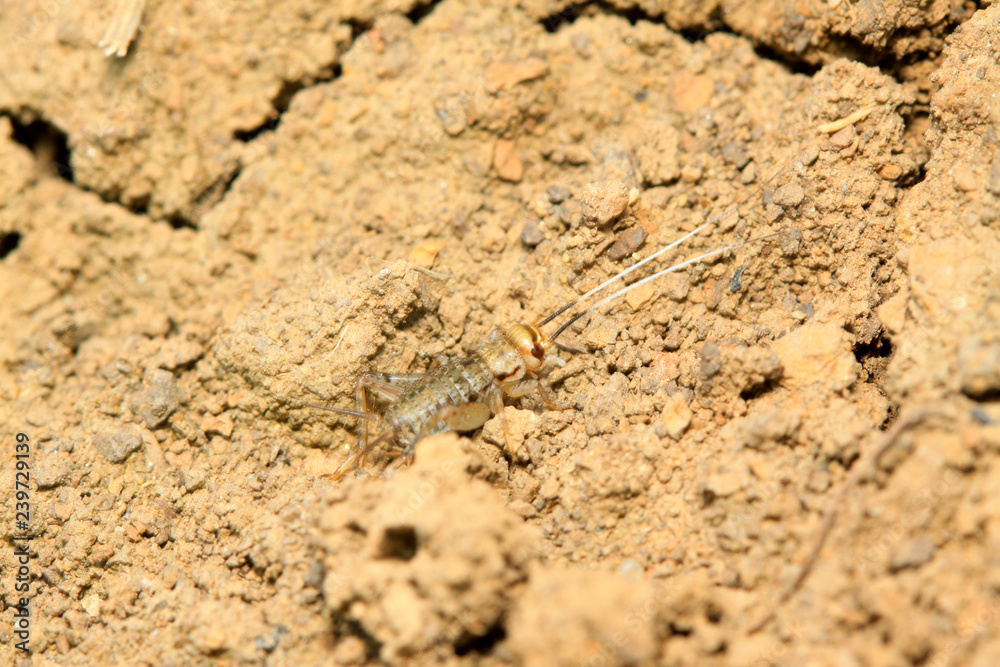 Gryllus larvae on plant Gryllus larvae on plant