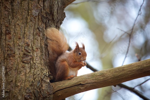 Red squirrel on tree eating nut © Edward